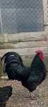 Vând familie australorp