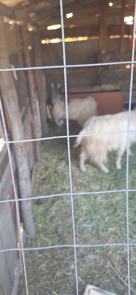 Vând caprele tinere gestante la prima fătare
