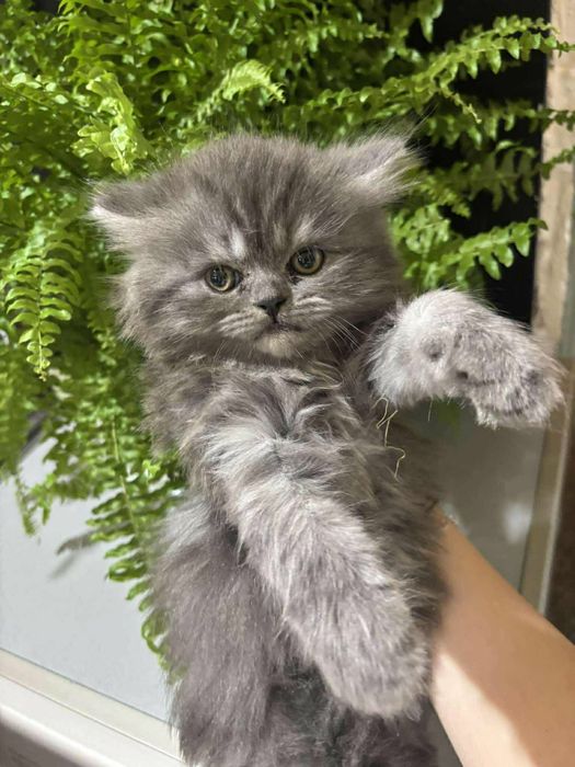 Персийски котенца