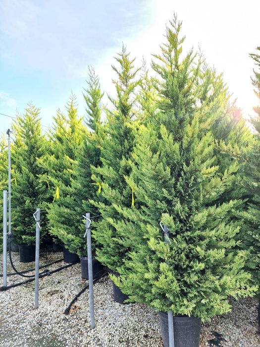 Tuia leylandii ( cupressocyparis leylandii) vand gard viu veșnic verde