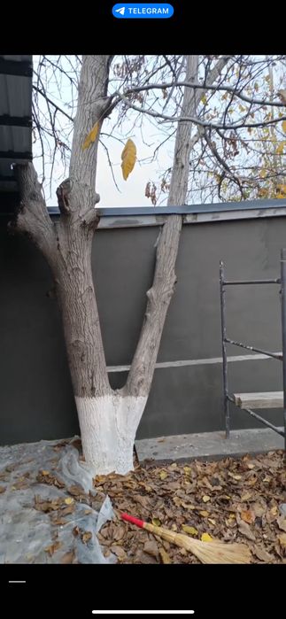 Yongoq darahti sotiladi