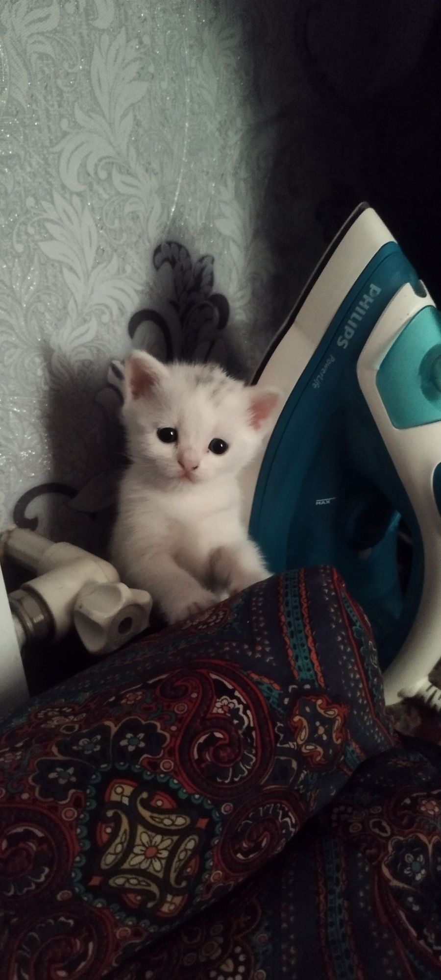 Котята Шотландский и Британские