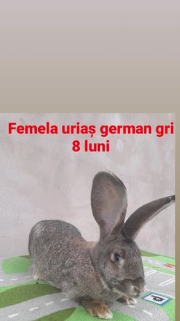 Vând femela uriaș german gri iepuri