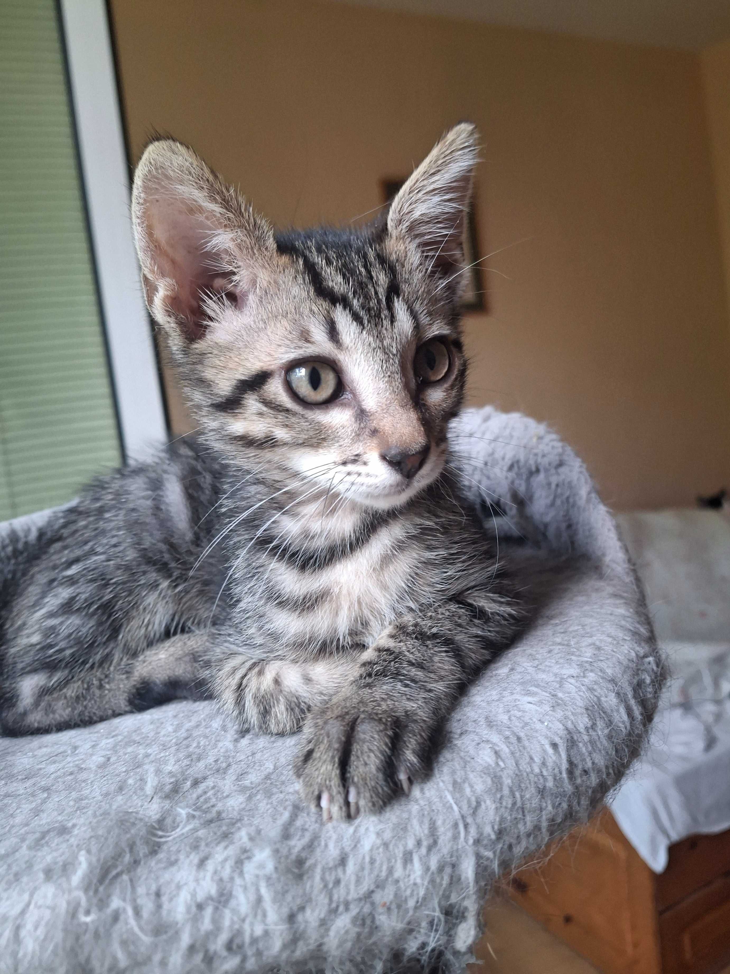 Котаче търси своя човек и дом