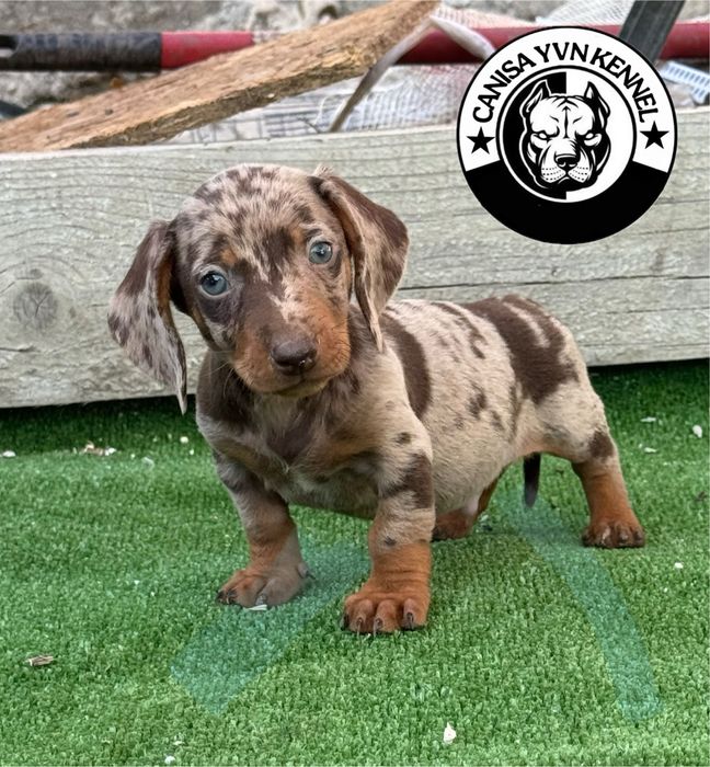 Mascul teckel miny cioco merle