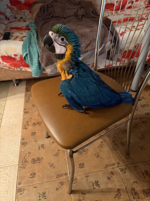 Papagal ara inelat cu adn, mascul