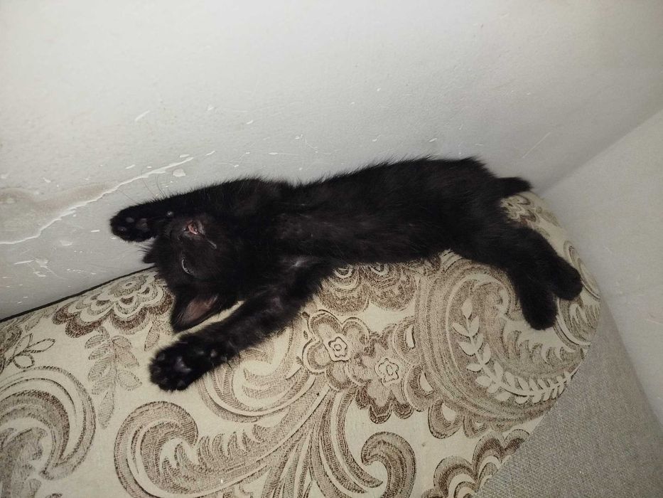 Кошка домашняя чёрная