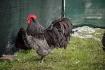 Oua gaini australorp