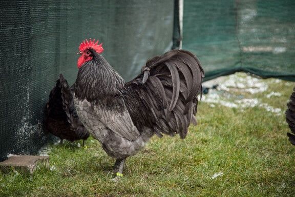 Oua gaini australorp