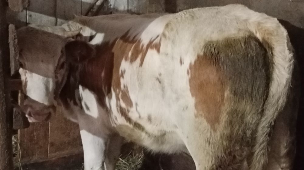 Vând juncă grasă de 1 an jumătate