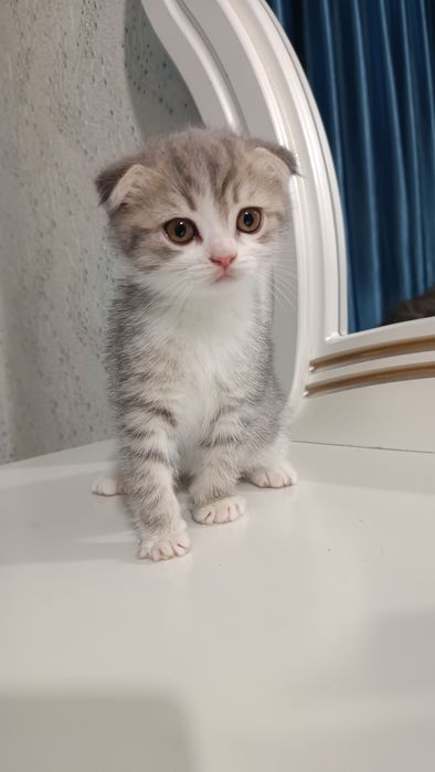 Продаётся котёнок скотиш фолд девочка