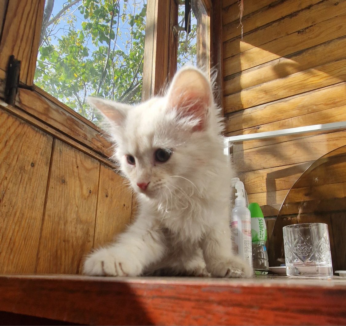 Спасеного котенка отдаём