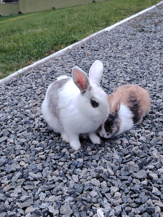 Vând iepuri de rasă pitici