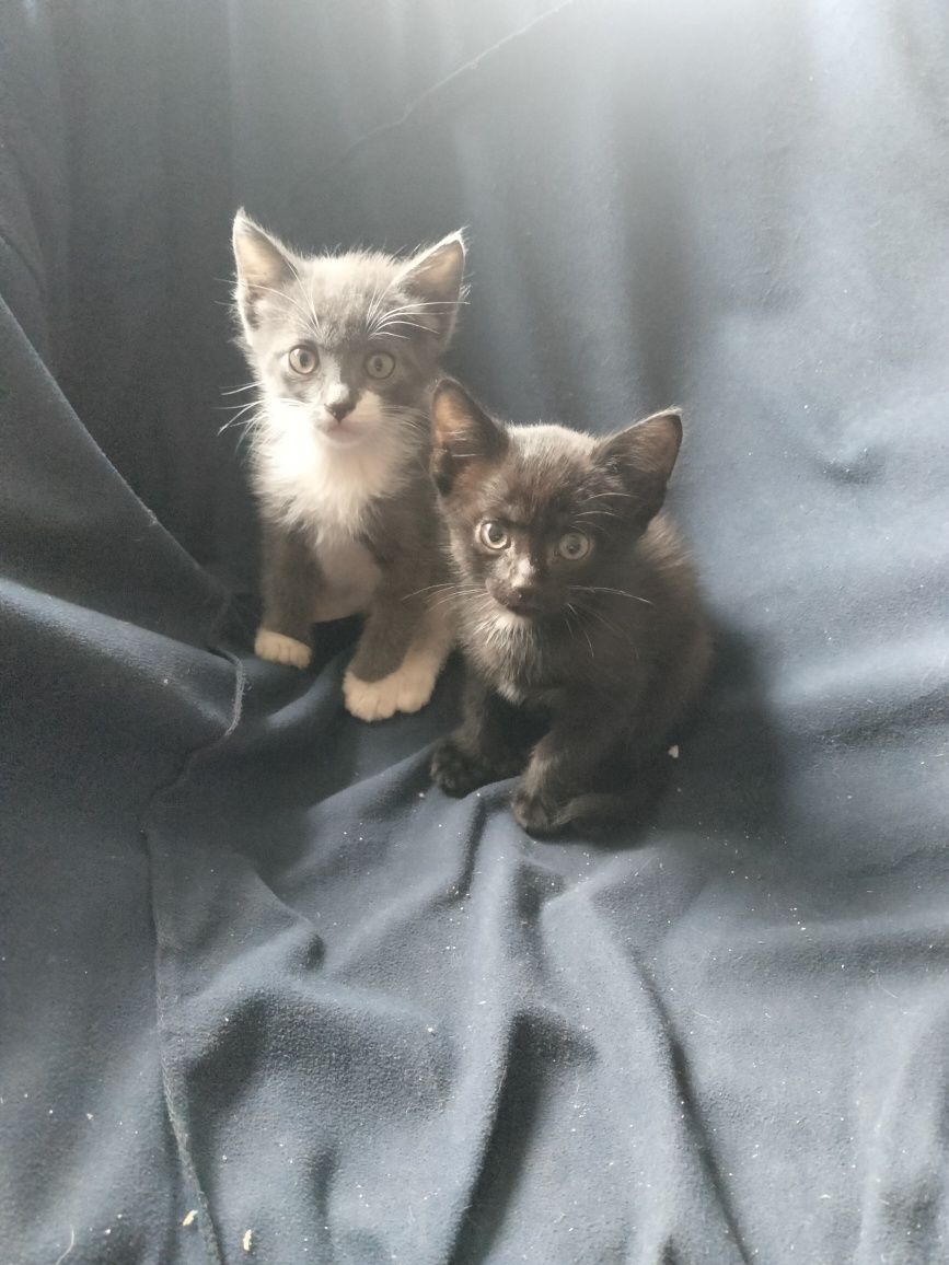 Котята от умной кошечки