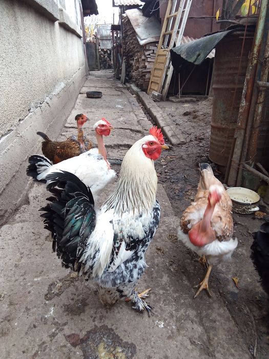 Cocos brahma de anul acesta