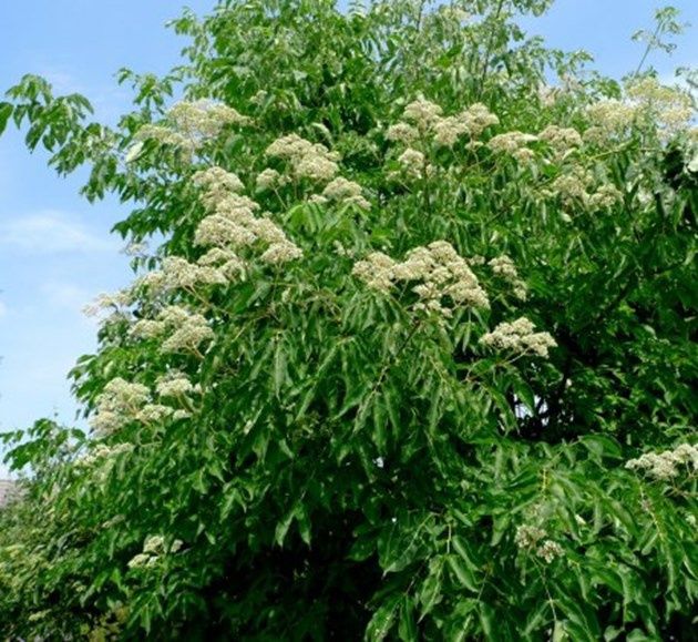 ЕВОДИЯ,СОФОРА,КАРИОПТЕРИС-медоносни дървета и храсти.