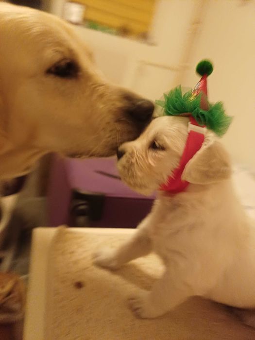 Pui Golden Retriever de vânzare