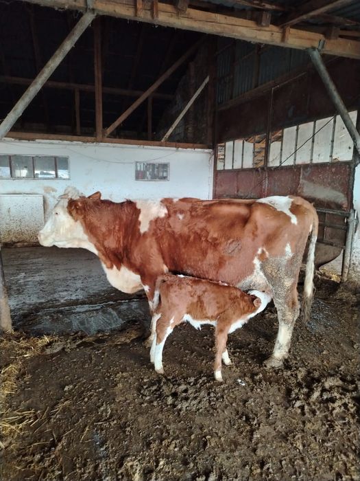 Vând vaca cu vițel