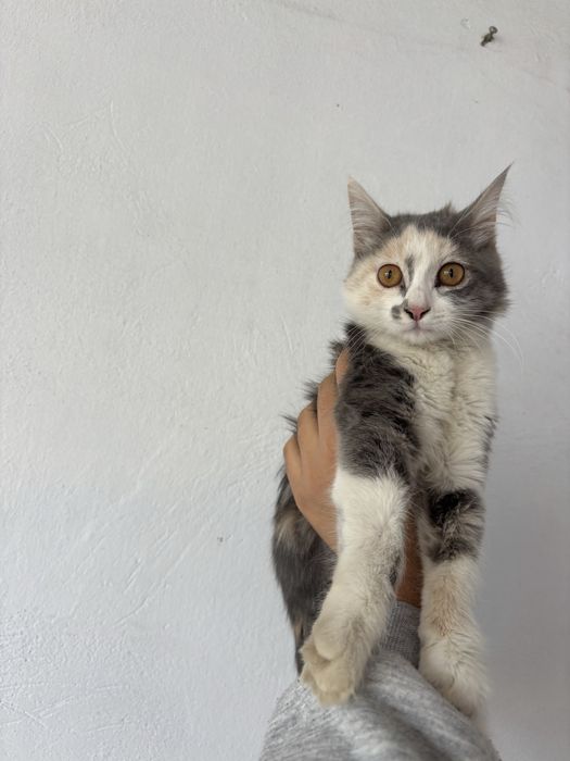 Кошка в добрые руки полу породистые