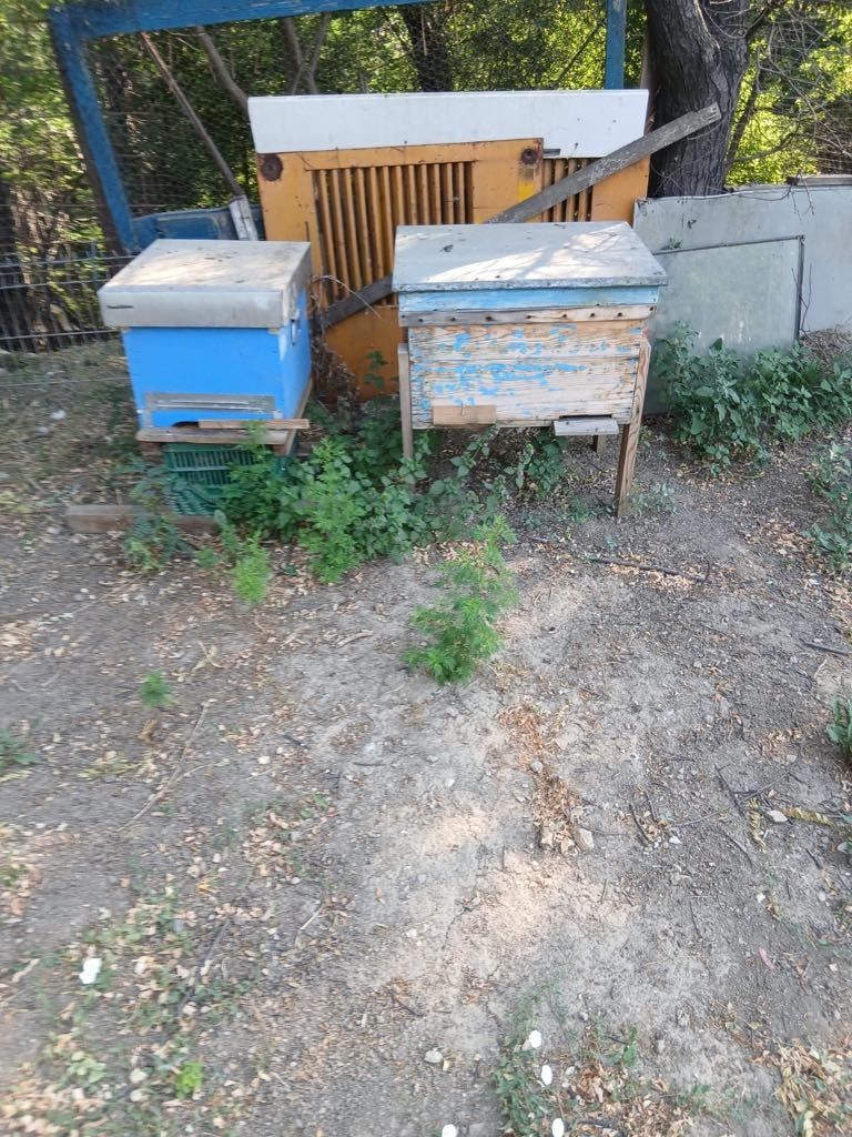 Stupi de albina de vanzare