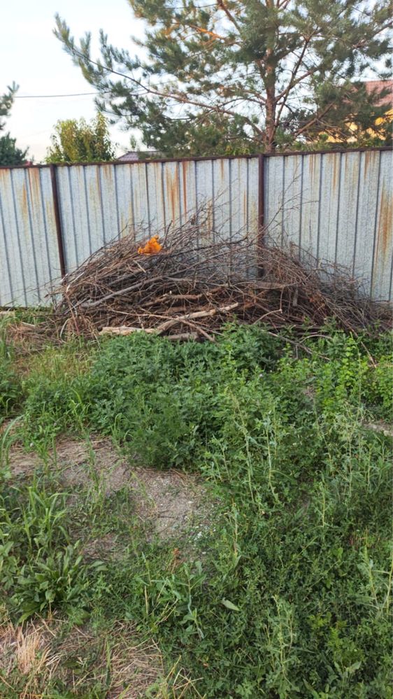 Дрова отдам даром