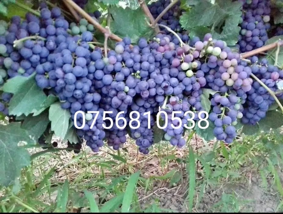 Struguri de vin pe placul dumneavoastră și preferențiale plăcute