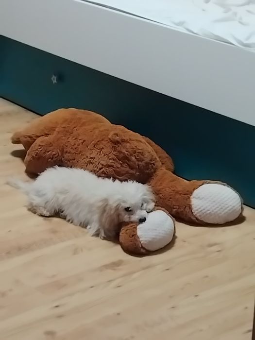 Той Пудел игрив и любвеобилен