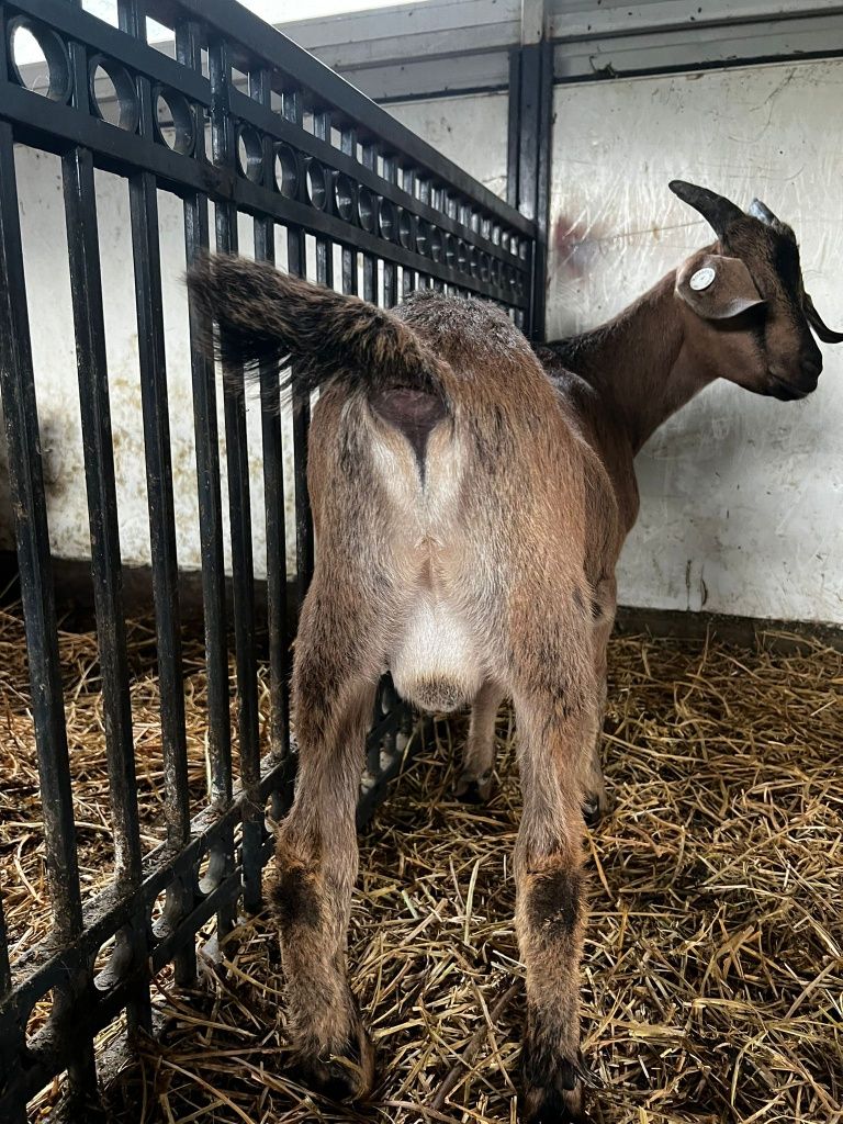 Vând țap de anul acesta  cu vaccinurile făcute !