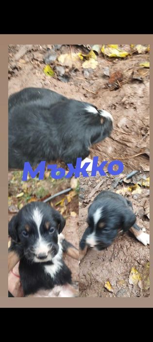 Подарявам най-сладките кученца