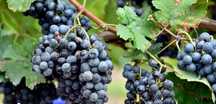 Vând struguri de vin