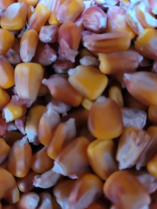 Porumb Malai Boabe de vanzare