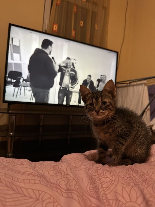 Motanel spre adoptie