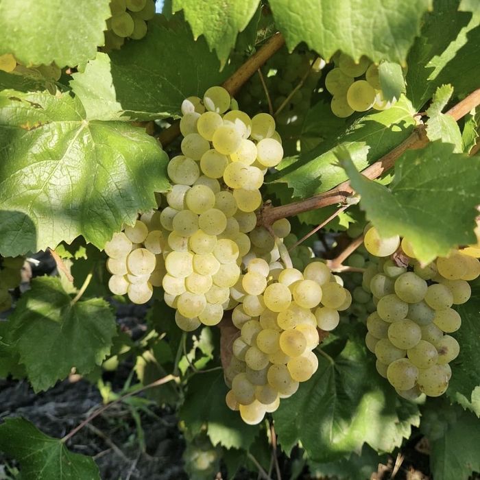 Vand struguri de vin producatie 2025 avem toate soiurile disponibile