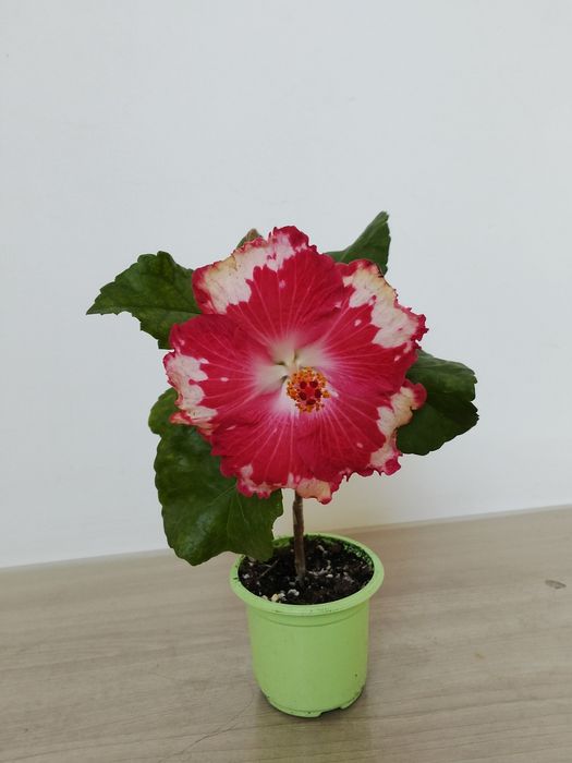 Гибискус сатылады