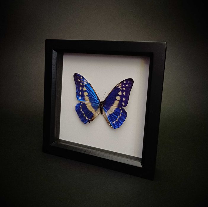 Истинска пеперуда в рамка , Уникален подарък , Препарирани пеперуди
