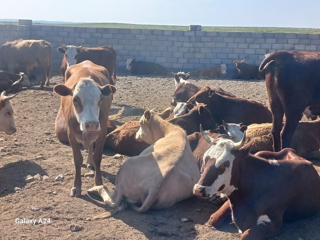 продам бычков и коровы