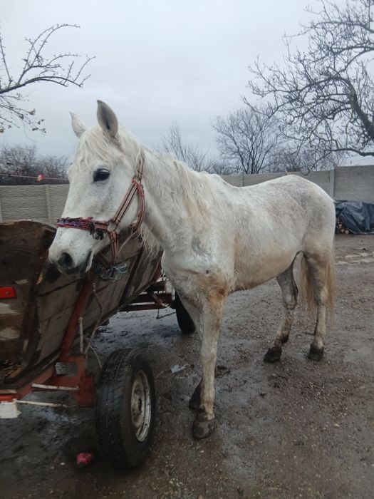 Vând sau schimb iapa de 10 anii
