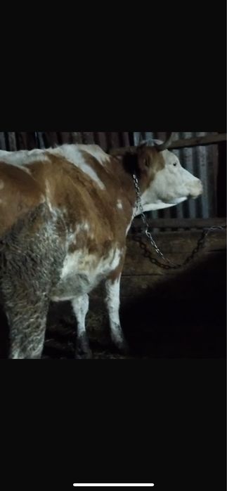 Vand vaca la prima fatare