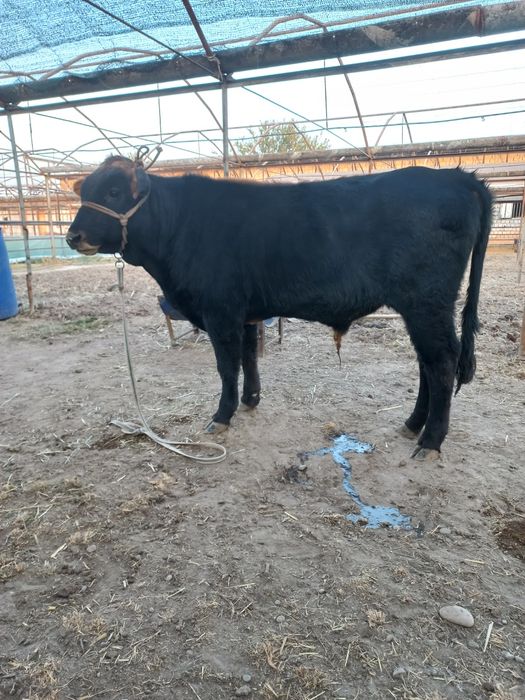 Новос сотилади...