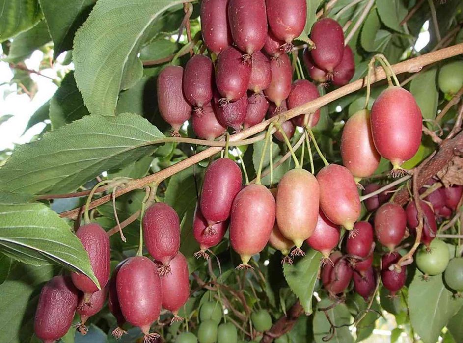 Актинидия киви