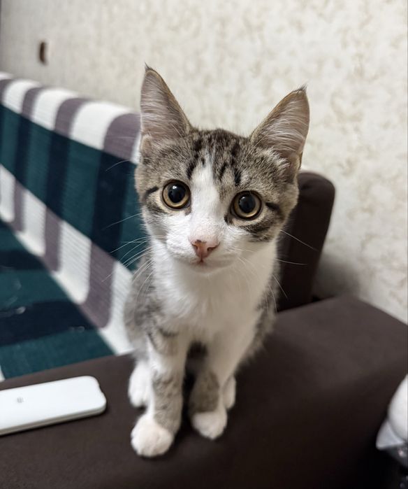 Котёнок ищит дом