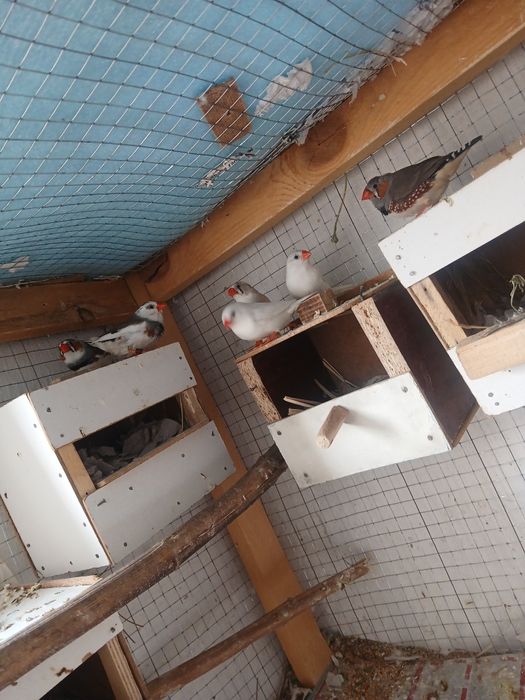 Tayyor ishlab turgan amadinkalar sotiladi soglom parasi 100 ming