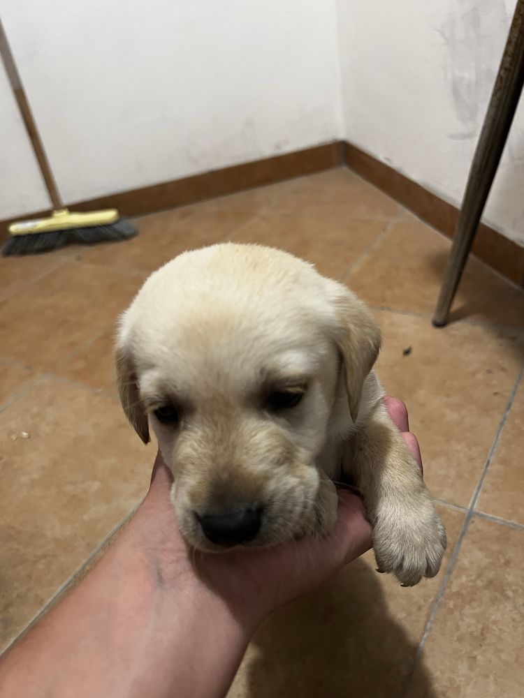 Donez Piu de Labrador