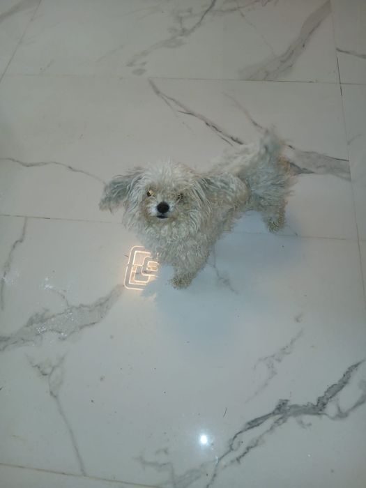 Donez Bichon fetița