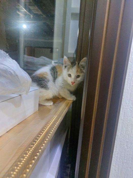 Миленький котёнок в добрые руки