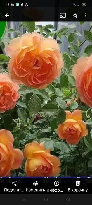 Продам споры белого гриба