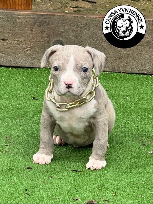 Mascul amstaff blue merle