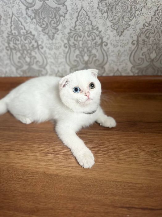 Scottish fold kamyob