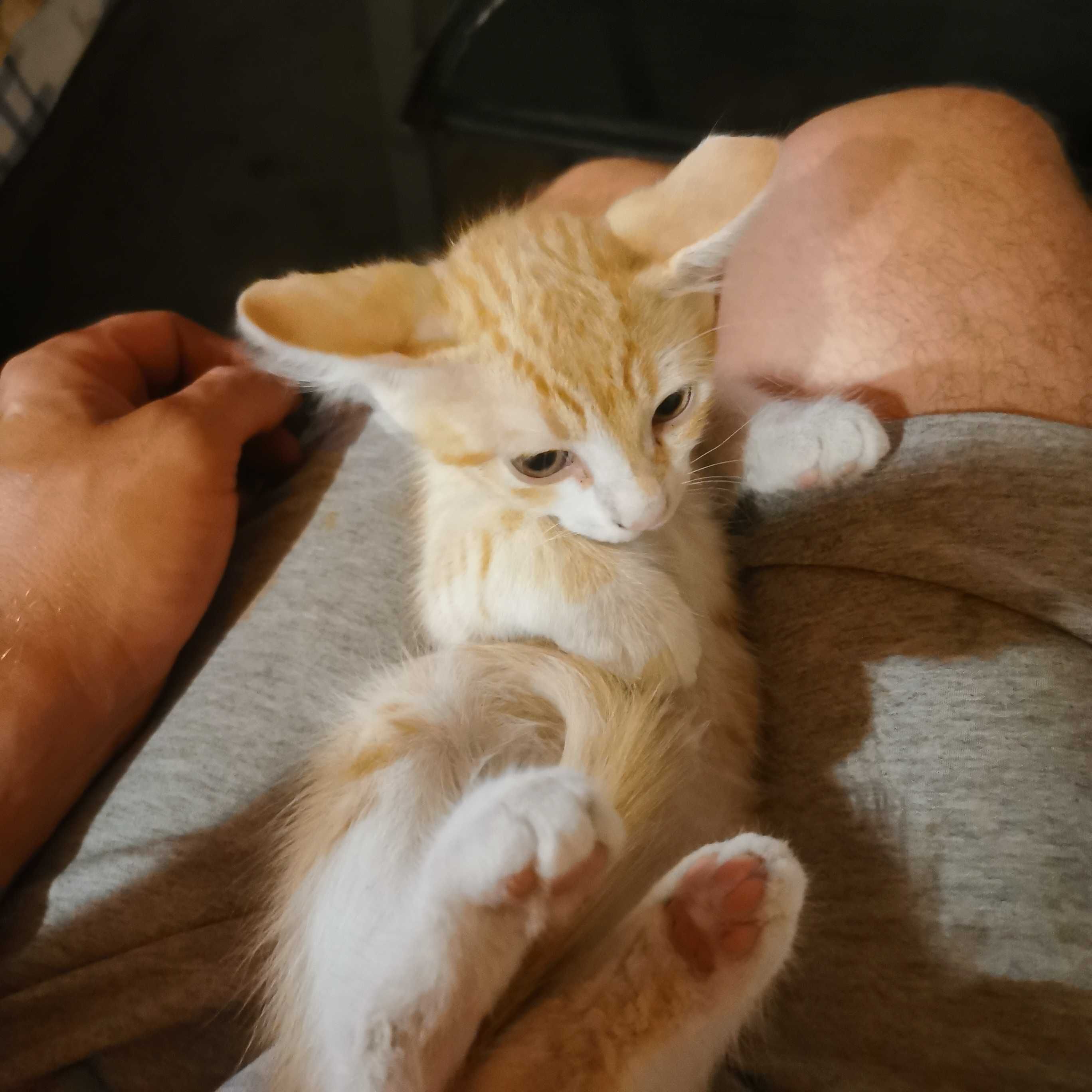 Котки котенца момиченца
