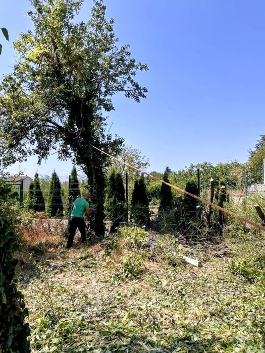 Рязане на дърва за огрев и кастрене на дървета